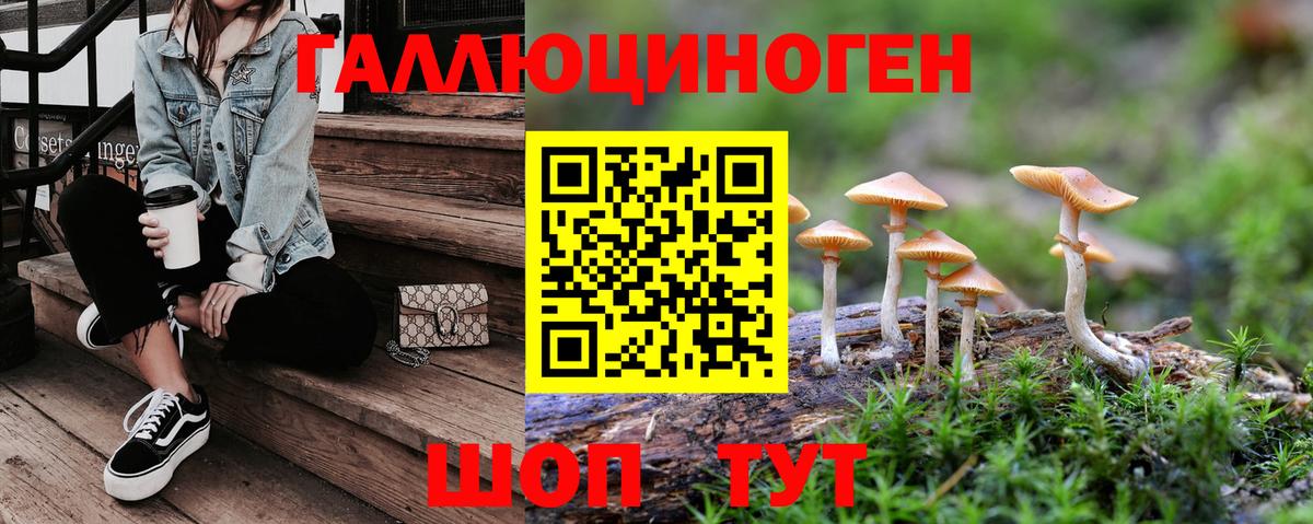 купить наркотик  Вход с VPN  Псилоцибиновые грибы GOLDEN TEACHER  Черногорск  Псилоцибиновые грибы прущие грибы 